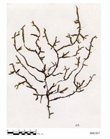 藏品(耳平苔屬)的圖片